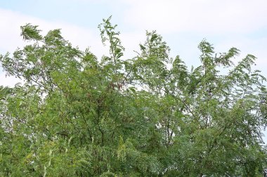 Kırsalda büyüyen ağaçlar 