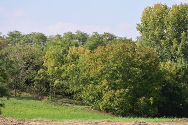 Kırsalda büyüyen ağaçlar 