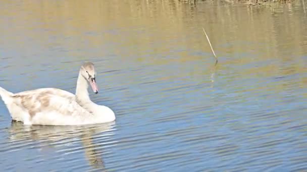 Cisne Branco Lago Flora Fauna — Vídeo de Stock