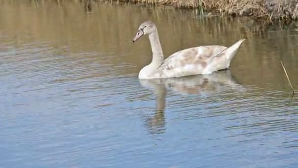 Cisne Branco Lago Flora Fauna — Vídeo de Stock