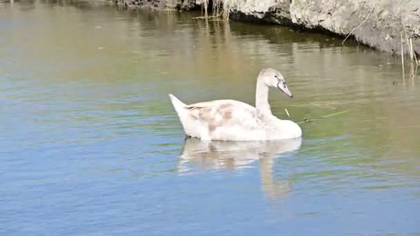 Weißer Schwan See Flora Und Fauna — Stockvideo