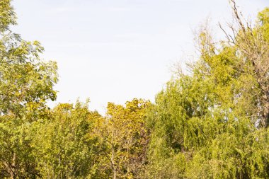 Kırsalda büyüyen ağaçlar 