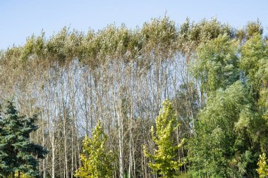 Kırsalda büyüyen ağaçlar 