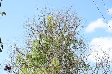 Kırsalda büyüyen ağaçlar 