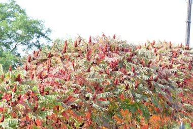 Kırsalda büyüyen ağaçlar 