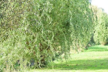 Kırsalda büyüyen ağaçlar 