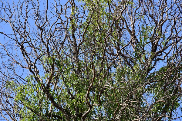 деревья, растущие в сельской местности 
