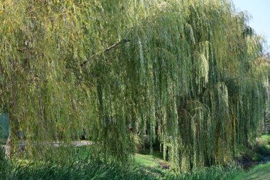 Kırsalda büyüyen ağaçlar 