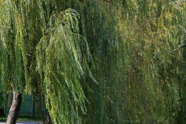 Kırsalda büyüyen ağaçlar 