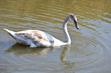 Gölde güzel bir kuğu, bitki ve hayvan