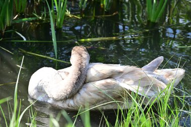 Gölde beyaz kuğu, bitki ve hayvan