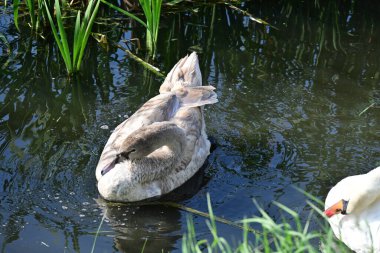 Gölde güzel kuğular, bitkiler ve hayvanlar