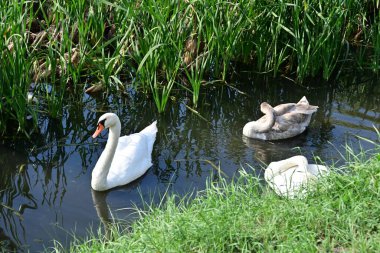 Gölde güzel kuğular, bitkiler ve hayvanlar