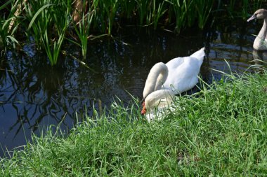 Gölde güzel kuğular, bitkiler ve hayvanlar