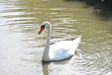 Gölde beyaz kuğu, bitki ve hayvan