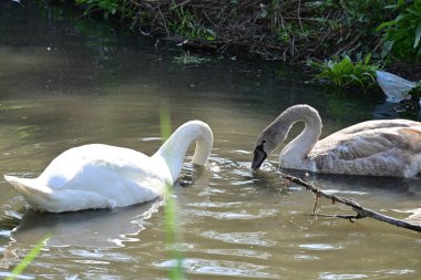 Gölde güzel kuğular, bitkiler ve hayvanlar