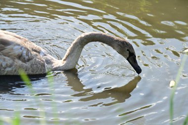 Gölde beyaz kuğu, bitki ve hayvan