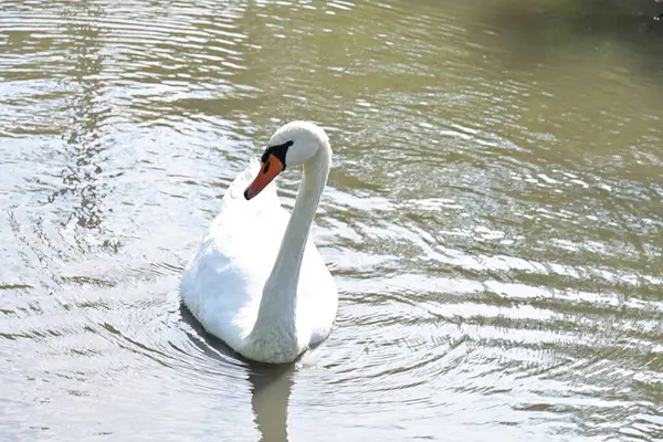 white swan on the lake, flora and fauna