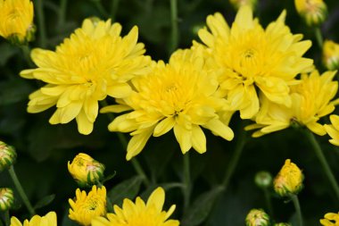 Bahçedeki güzel sarı çiçekler