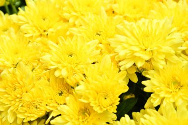 Bahçedeki güzel sarı çiçekler