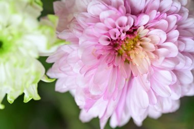 Bahçede büyüyen güzel çiçekler 