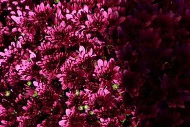 Sonbahar bahçesinde güzel kasımpatı çiçekleri