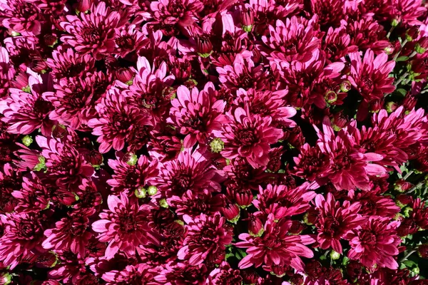 美しい花の背景 フラワーコンセプト 自然観について クリザンツェムス ロイヤリティフリーのストック写真