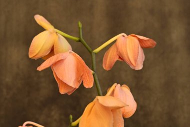 Çiçekler, güzel botanik çekimleri, doğal duvar kağıtları.