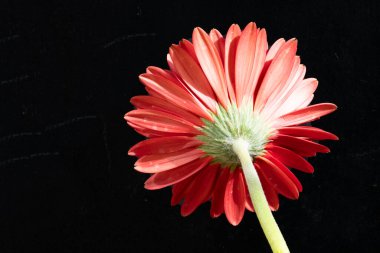 Siyah bir zemin üzerine kırmızı gerbera