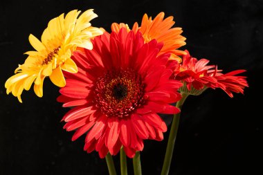 Siyah arka plan üzerinde kırmızı gerbera çiçekleri