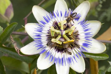 Bahçedeki arı ve çiçeğe yaklaş.