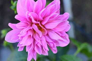 Bahçedeki güzel pembe yıldız çiçeği