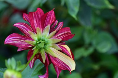 Güzel bir çiçeğe yaklaş