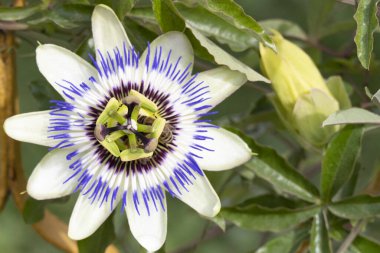 Bahçedeki güzel çiçek, kapat