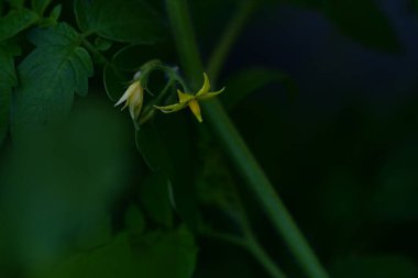 Bahçedeki sarı çiçekleri kapat.