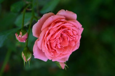 Bahçedeki pembe gül