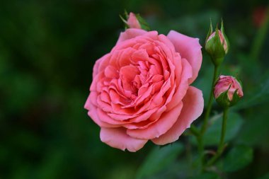 Yaklaş - Bahçedeki güzel bir gül çiçeğine