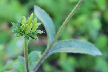 Çiçek tomurcuğu, bahçede yeşil yapraklar