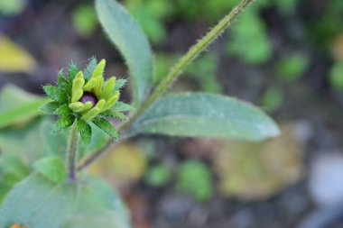 Çiçek tomurcuğu, güzel botanik çekimi, doğal duvar kağıdı.