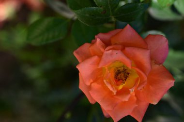 Bahçedeki portakal gülünün yakın çekimi.