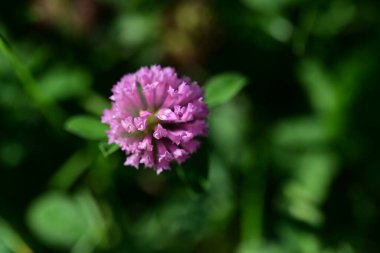 Açık havada yetişen renk çiçeklerini kapatın.
