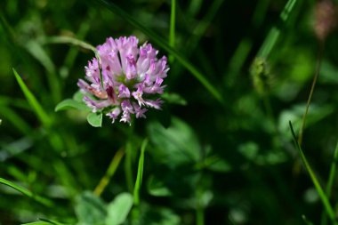 Bahçede büyüyen güzel çiçek, yakın.