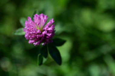 Bahçede büyüyen güzel çiçek, yakın.