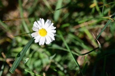 Bahçede büyüyen güzel çiçek, yakın.