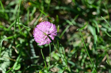 Bahçede büyüyen güzel çiçek, yakın.