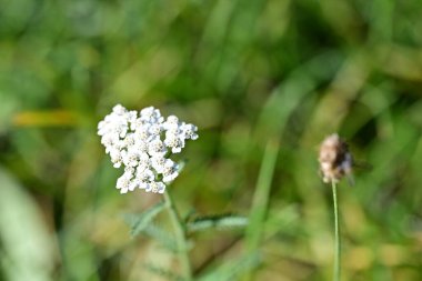 Bahçede büyüyen güzel çiçek, yakın.