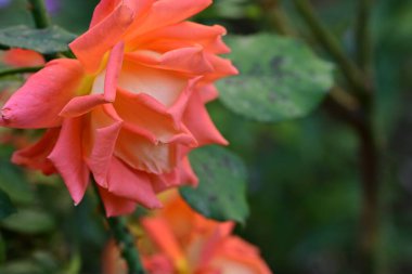 Güzel çiçek bahçede büyüyen