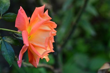 Bahçede büyüyen güzel gül çiçeği, yakından.