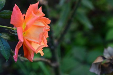 Bahçede büyüyen güzel gül çiçeği, yakından.