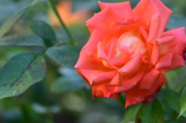 Bahçede büyüyen güzel gül çiçeği, yakından.